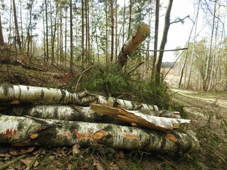 pile of the birch firewood in the forest