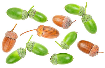 Set of brown and green acorns isolated on a white background, top view.