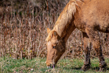 Obraz premium Wild brown horse grazing in a field