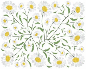 Symbol of Love, Background of Bright and Beautiful White Daisy or Gerbera Flowers.

