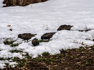 black starlings on spring thawed patches looking for food 