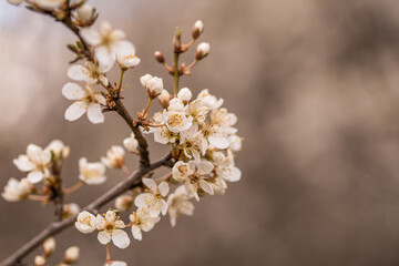 White cherry tree