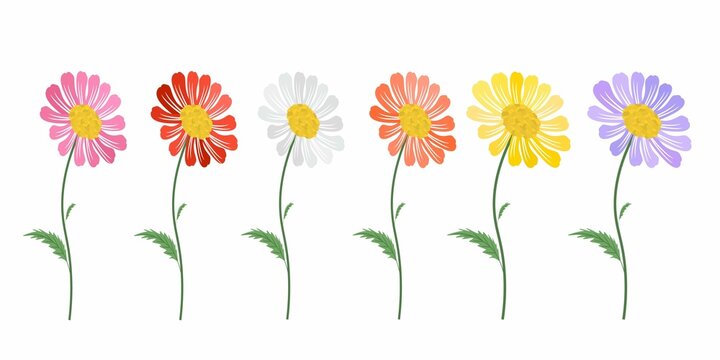 Symbol of Love, Bright and Beautiful Pink, Red, White, Orange Yellow and Purple Daisy or Gerbera Flowers in A Green Garden for Home and Building Decoration.
