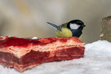 Cute and tiny wild eurasian great tit (Parus major) standing on a branch of a tree with a blurry green forest background. Small and common garden bird with beautiful yellow and blue colors. 
