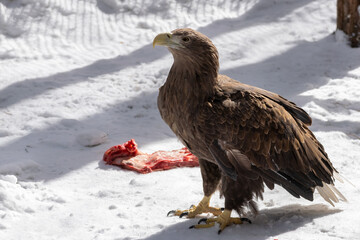 Adult White tailed eagle. Scientific name: Haliaeetus albicilla, also known as the ern, erne, gray eagle, Eurasian sea eagle and white-tailed sea-eagle.	