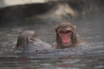 The Japanese macaque (Macaca fuscata)