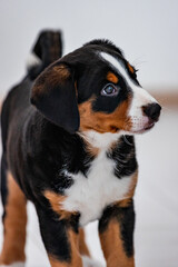 Beautiful tricolor puppy, bouvier de Appenzell a swiss dog