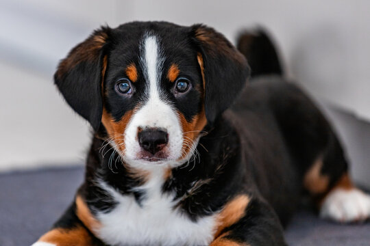 Beautiful tricolor puppy, bouvier de Appenzell a swiss dog