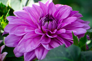 Obraz premium pink and purple flower