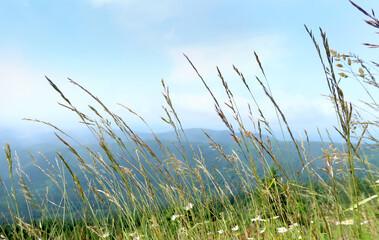 Green grass in the wind, middle of the summer in the nature, with beautiful blue skyline and mountains in the background. Captured in Giant Mountains, Czech Republic, Bohemian Region.