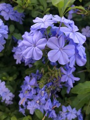 flowers in the garden