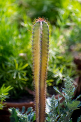 close up of a Cactus