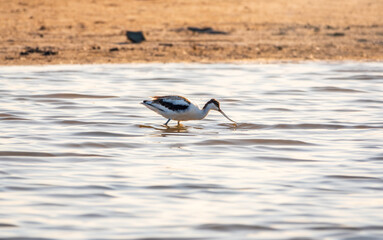 Water bird pied avocet, Recurvirostra avosetta, feeding in the lake. The pied avocet is a large black and white wader with long, upturned beak