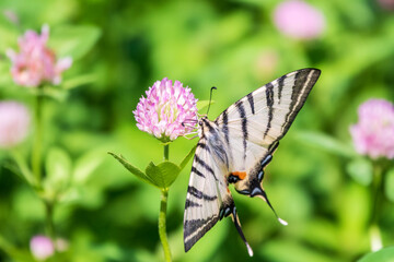 Beautiful Butterfly Scarce Swallowtail, Sail Swallowtail, Pear-tree Swallowtail, Podalirius. Latin name Iphiclides podaliriu. Butterfly collects nectar on flower.
