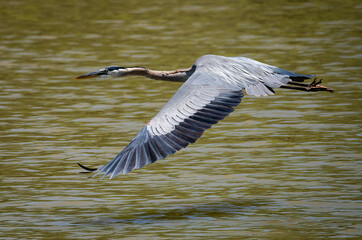 Great blue heron