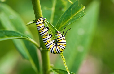 Monarch Caterpillar