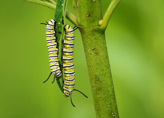 Monarch Caterpillar