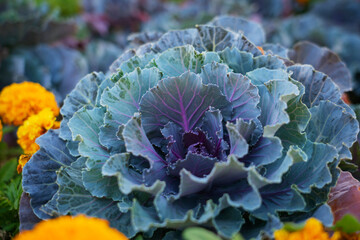 Beautiful ornamental cabbage close-up. Floral background. High quality photo