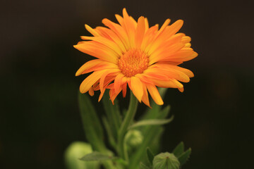 La cálendula de mi jardín