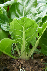 white chard