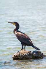 Great cormorant, Phalacrocorax carbo, standing on a stone on the sea shore.