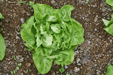 lettuce on the ground