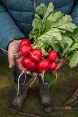 radishes in the hands of the farmer © gonzalo