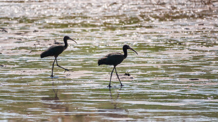 Pair of glossy ibis waterfowl, latin name Plegadis falcinellus, searching for food in the shallow lagoon.