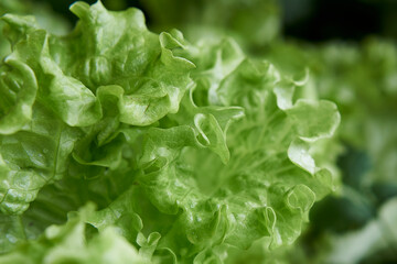 detail of a lettuce