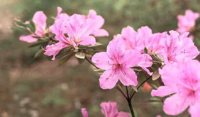 Floral spring background of pink purple rhododendron flowers close up copy space botanical Rhododendron ponticum, beauty in nature