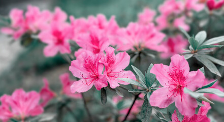 Floral spring background of pink purple rhododendron flowers close up copy space botanical Rhododendron ponticum, beauty in nature