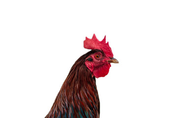 closeup of rooster head white background-