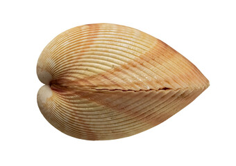 The Shell of the Bivalve Marine Mollusk Vasticardium Elongatum (Latin Name). Left Side View. Isolated On White Background