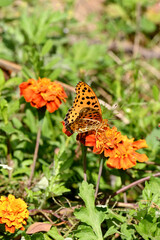 closeup the black orange butterfly take the marigold flower juice and hold on flower with plant in the garden soft focus natural green brown background.