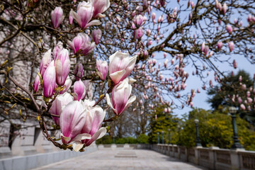 Olympia WA USA - 03-24-2022: Spring Blooming Magnolia Tree at The Legislative Building