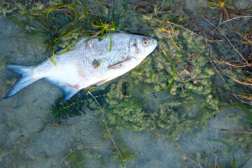 on summer day on shore there is dead bream fish. pollution of water bodies and rivers