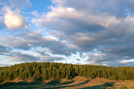 landscape of the forest and clouds above it, a hill covered with pines © metelevan