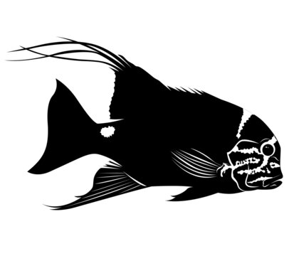 recommend clip art: vector silhouette aquarium fish cichlid isolated on white background