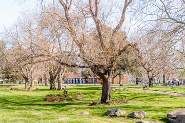 London, United Kingdom, 22 March 2022: Blooming tree in spring  with café  in the background
 in central Park, East Ham, London