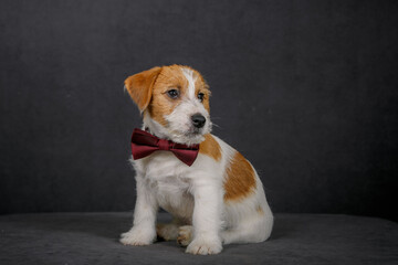 Jack Russell terrier with bow tie