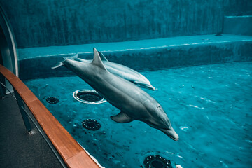 Deplfinins swim in the aquarium in Genoa.Clear water.