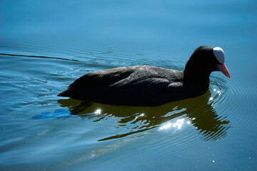 Great Crested Grebe