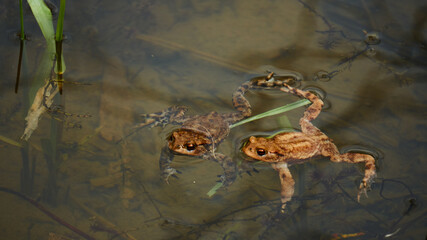 frogs on a pond