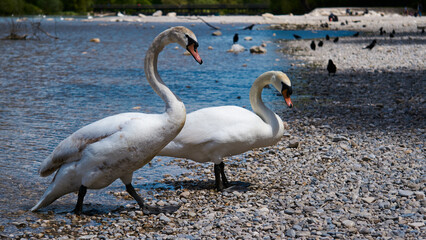 swans on the river