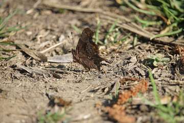 The butterfly Polygonia c-album, the comma, perched on the ground with its wings spread. Is a food generalist species belonging to the family Nymphalidae, obseved in Palencia, Spain