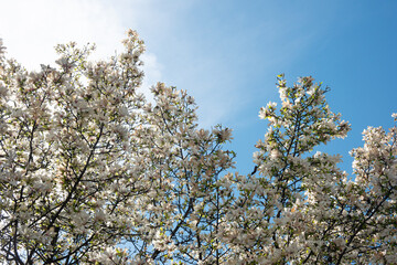 Amazing spring landscape. A beautiful magnolia tree against the blue sky with the most popular flowers of the season.