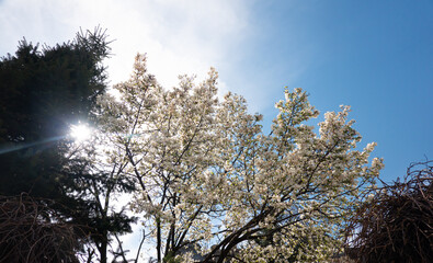 Amazing spring landscape. A beautiful magnolia tree against the blue sky with the most popular flowers of the season.