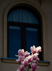 A beautiful white magnolia tree in front of an old vintage house window with amazing architecture against blue sky