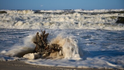 Sztormowe fale rozbijają się o korzeń powalonego przez huragan drzewa. Sztorm, słoneczny dzień, morze bałtyckie, plaża. - obrazy, fototapety, plakaty