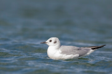 Seagulls